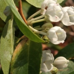 Zenobia pulverulenta 