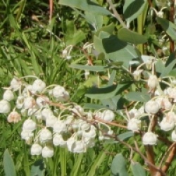 Zenobia pulverulenta 