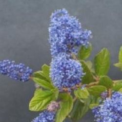 C�anothe 'Ray Hartman'