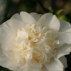 Camellia japonica 'Baby Sis' - Cam�lia du Japon Baby Sis