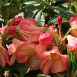 Rhododendron 'Ring of Fire' - Rhododendron Ring of Fire