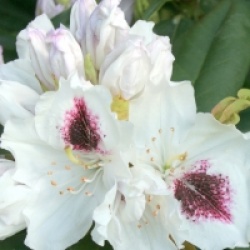 Rhododendron 'Sapho' - Rhododendron Sapho