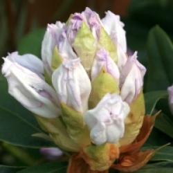Rhododendron 'Sapho'
