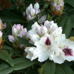 Rhododendron 'Sapho'