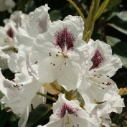 Rhododendron 'Sapho'