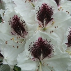 Rhododendron 'Sapho'