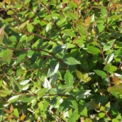 Abelia x grandiflora 'Sherwoodii'