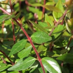 Abelia x grandiflora 'Sherwoodii'