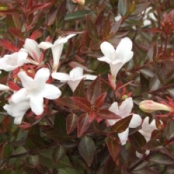 Abelia x grandiflora 'Sherwoodii' - Ab�lia Sherwoodii