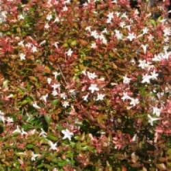 Abelia x grandiflora 'Prostata'