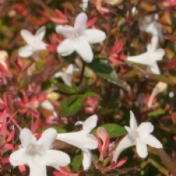 Abelia x grandiflora 'Prostata'