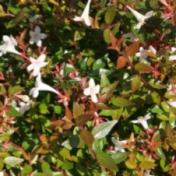 Abelia x grandiflora 'Prostata'