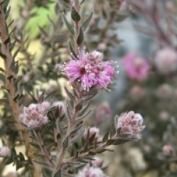 Melaleuca squamea - Cajeputier