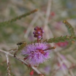 Melaleuca squamea