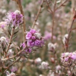 Melaleuca squamea