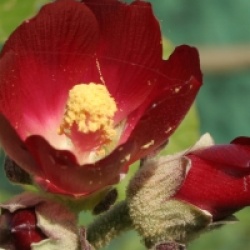 Phymosia umbellata - Phymosia umbellata