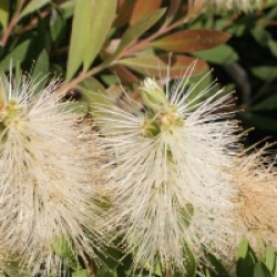 Callistemon � fleurs blanches