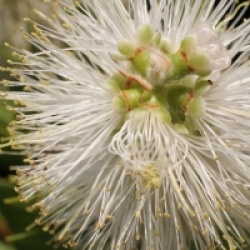 Callistemon citrinus 'White Anzac'