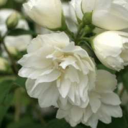 Philadelphus 'Minnesota Snowflake'