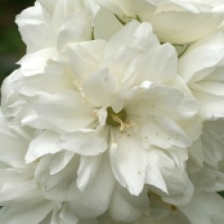 Philadelphus 'Minnesota Snowflake'