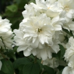 Philadelphus 'Minnesota Snowflake' - Seringat Snowflake