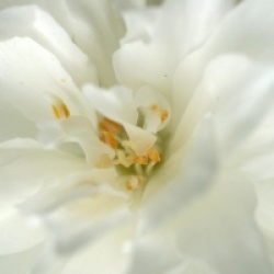 Philadelphus 'Minnesota Snowflake'