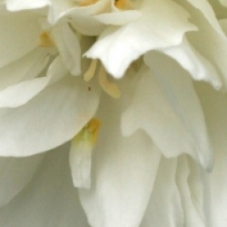 Philadelphus 'Minnesota Snowflake'