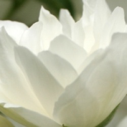 Philadelphus 'Minnesota Snowflake'