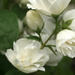 Philadelphus 'Minnesota Snowflake'