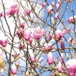 Magnolia 'Iolanthe'