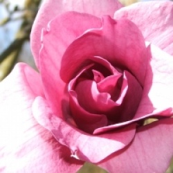 Magnolia 'Iolanthe' - Magnolia Iolanthe