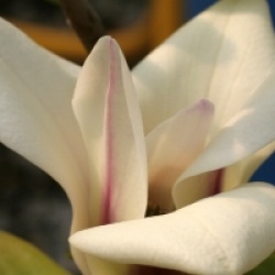 Magnolia 'Green Diamond'
