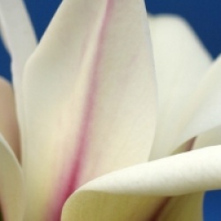 Magnolia 'Green Diamond'