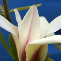 Magnolia 'Green Diamond' - Magnolia Green Diamond