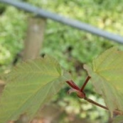 Acer capillipes