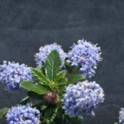Ceanothus 'Blue Mound' - C�anothe Blue Mound