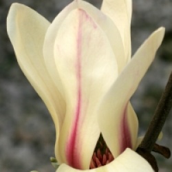 Magnolia 'Green Diamond'