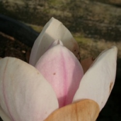 Magnolia 'Caerhays Belle'