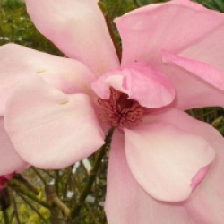 Magnolia 'Caerhays Belle'