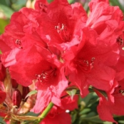 Rhododendron Cavalier
