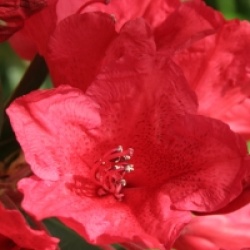 Rhododendron 'Cavalier'