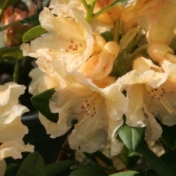 Rhododendron 'Champagne' - Rhododendron Champagne