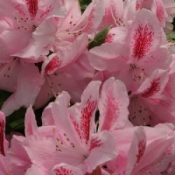 Rhododendron Furnivall's Daughter