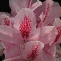 Rhododendron 'Furnivall's Daughter'
