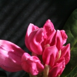 Rhododendron 'Furnivall's Daughter'
