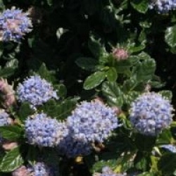 Ceanothus 'Blue Mound'