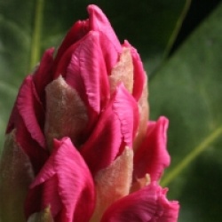 Rhododendron 'Furnivall's Daughter'
