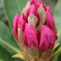 Rhododendron 'Furnivall's Daughter'