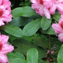 Rhododendron 'Furnivall's Daughter'