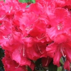 Rhododendron 'Halfdan Lem' - Rhododendron Halfdan Lem